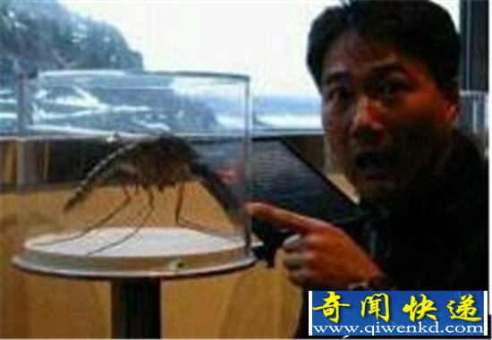动物界十大巨无霸大盘点 最大鳄鱼状似恐龙