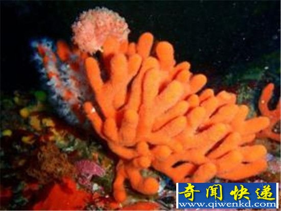 海绵是地球最原始生物物种 年龄为6.4亿年