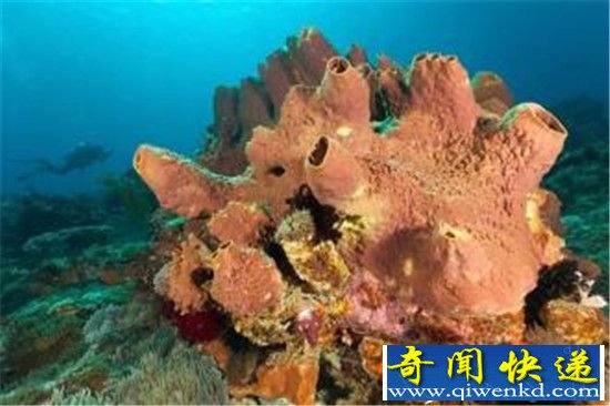 海绵是地球最原始生物物种 年龄为6.4亿年