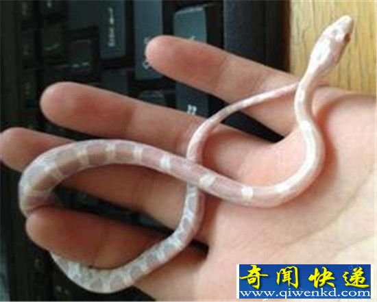 宠物王国最受欢迎的!花样萌宠大盘点
