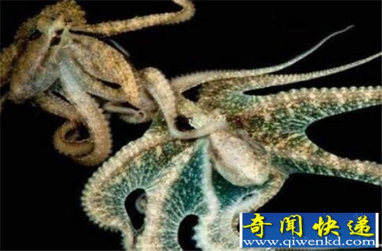 动物界十大最残忍交配方式盘点 螳螂交配中吃掉丈夫