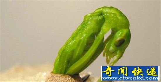 动物界十大奇迹 远古生物巨型蚯蚓重现地球?