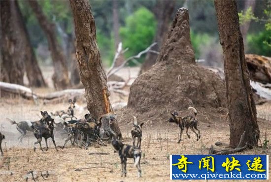 野狗VS土狼群的晚餐争夺战 场面激烈!