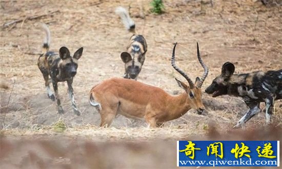 野狗VS土狼群的晚餐争夺战 场面激烈!