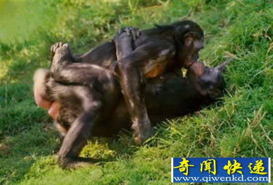 倭黑猩猩疯狂性行为:一言不合就交配