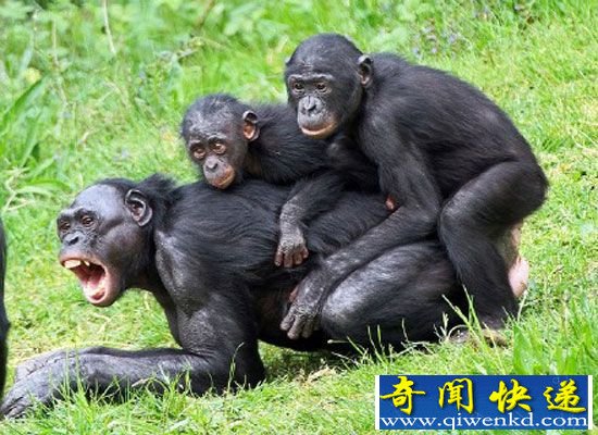 倭黑猩猩疯狂性行为:一言不合就交配