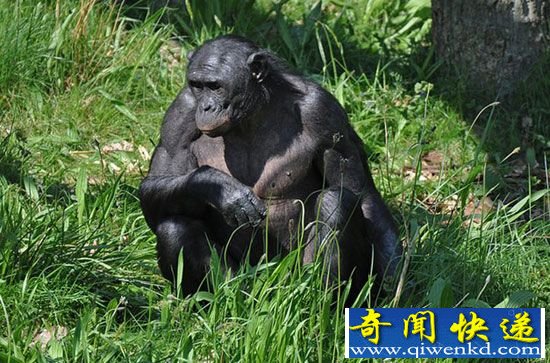 倭黑猩猩疯狂性行为:一言不合就交配