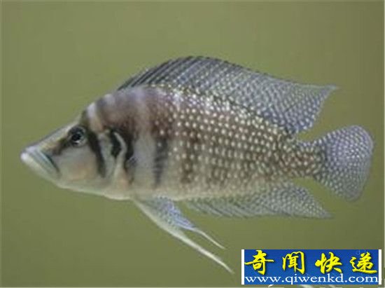 鱼的记忆不只是七秒 能记住12天的内容