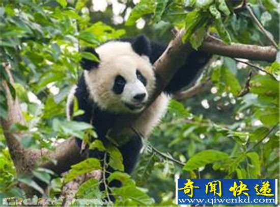 全球仅存十大珍稀动物:中国珍稀动物上榜
