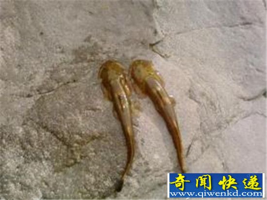 全球仅存十大珍稀动物:中国珍稀动物上榜