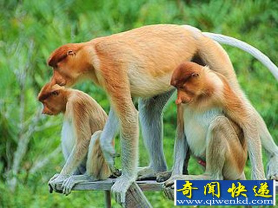 全球十大濒危动物盘点:百年内或全部灭亡