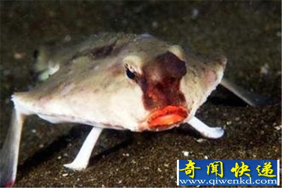 全球最罕见动物盘点:一生最多看一次!
