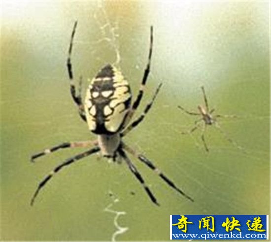 最毒不过雌蜘蛛!交配完成后切断雄性器官
