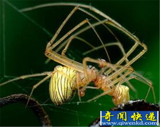 最毒不过雌蜘蛛!交配完成后切断雄性器官