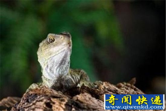 动物园专家用38年时间 成功繁殖出刺背鳄蜥