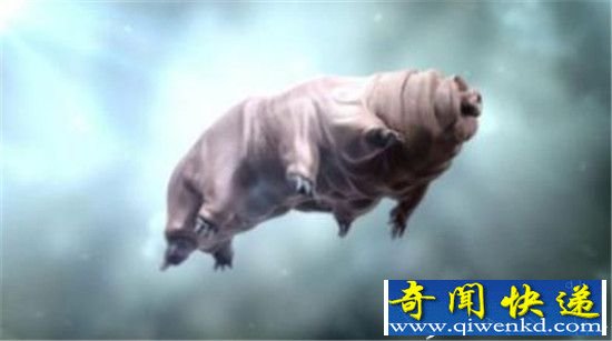 动物园专家用38年时间 成功繁殖出刺背鳄蜥