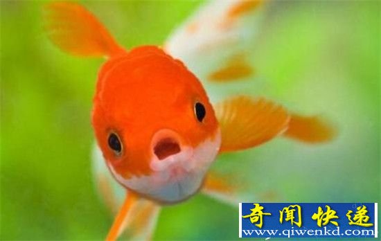 动物界十大被误解动物 金鱼记忆不止七秒