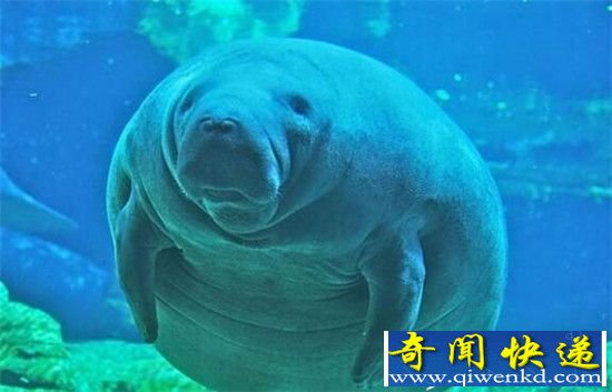 动物界十大慢动物盘点 天下武功以慢为尊