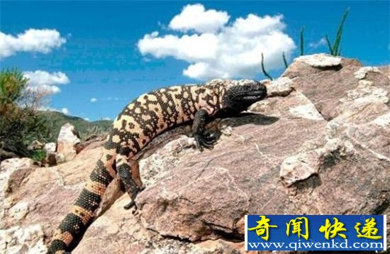 动物界十大慢动物盘点 天下武功以慢为尊