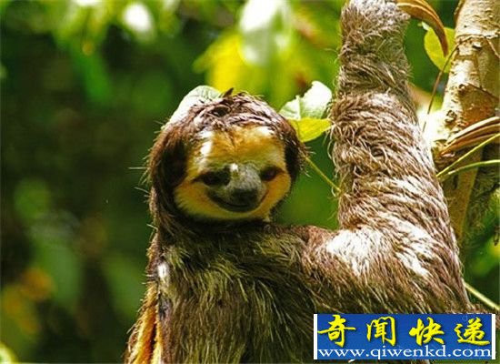动物界十大睡神排行榜 考拉每天清醒不超两小时!