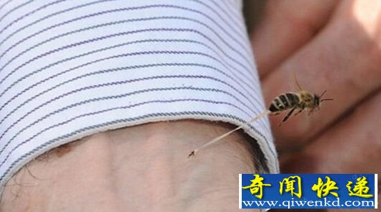 动物界十大误传趣闻:兔子爱吃萝卜