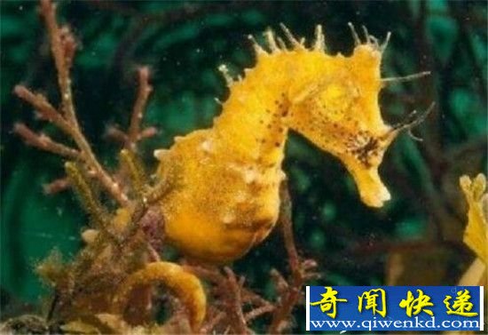 动物界十大奇特交配方式盘点 蜗牛竟是雌雄同体
