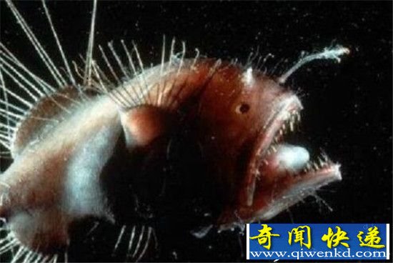 动物界十大奇特交配方式盘点 蜗牛竟是雌雄同体