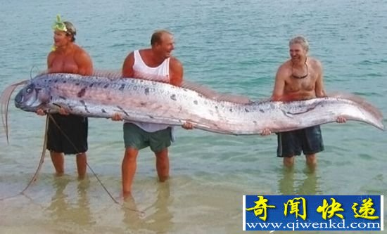 全球十种神奇海洋生物 绝对没见过!
