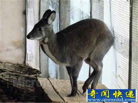 全球十种神奇海洋生物 绝对没见过!