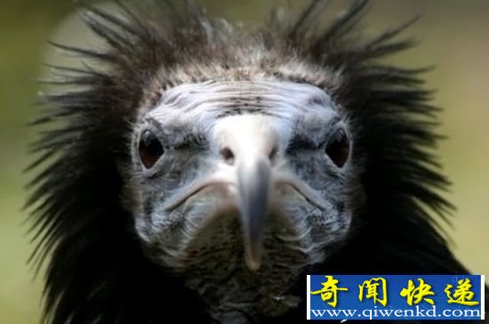 动物十大超能力盘点:泣血蜥蜴会喷血