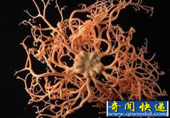 动物十大超能力盘点:泣血蜥蜴会喷血