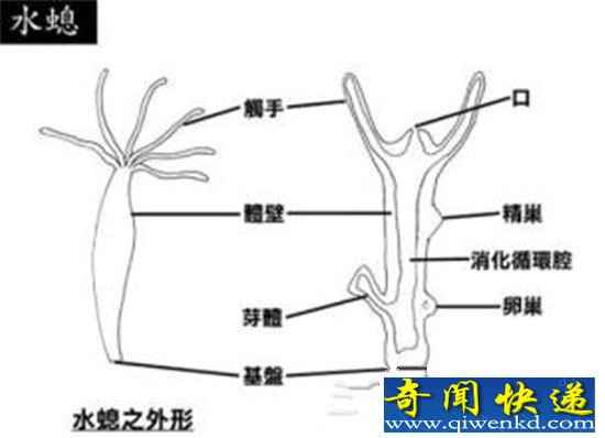 长生不老的神秘生物:水螅从未衰老