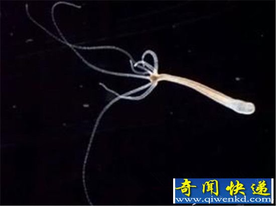 长生不老的神秘生物:水螅从未衰老