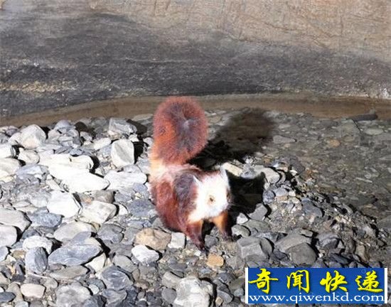 贵州溶洞惊现神秘飞猫 飞猫究竟是什么猫?