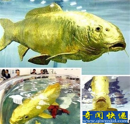 这些动物身上竟然长着24K黄金 太不可思议了!