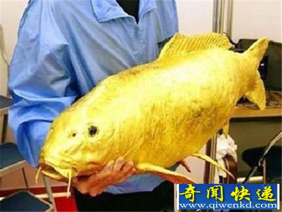 这些动物身上竟然长着24K黄金 太不可思议了!
