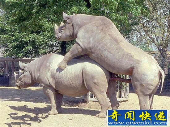 实拍野生动物交配精彩瞬间:全是技术活