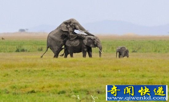 实拍野生动物交配精彩瞬间:全是技术活