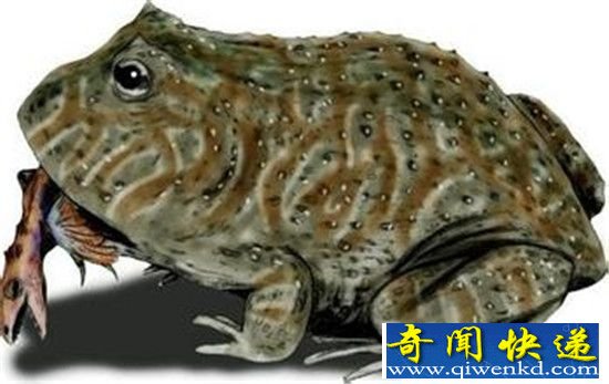 魔鬼蛙吃霸王龙不吐骨头 真正史前巨兽!