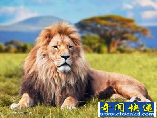 动物界的“光棍”如何生活?大揭密