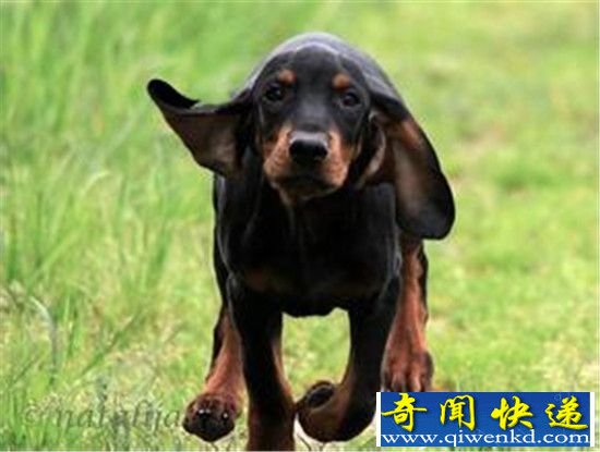 全球十大最著名宠物犬:斗牛犬拉布拉多差远了