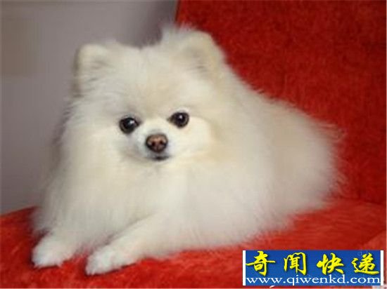全球十大最著名宠物犬:斗牛犬拉布拉多差远了