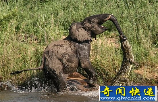 实拍鳄鱼吃大象 咬住鼻子致命旋转被踩死