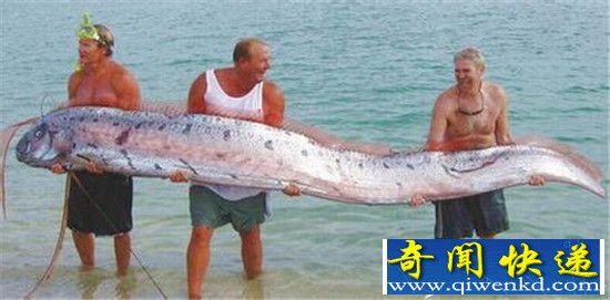 全球十大神奇生物 海洋中的独角兽!