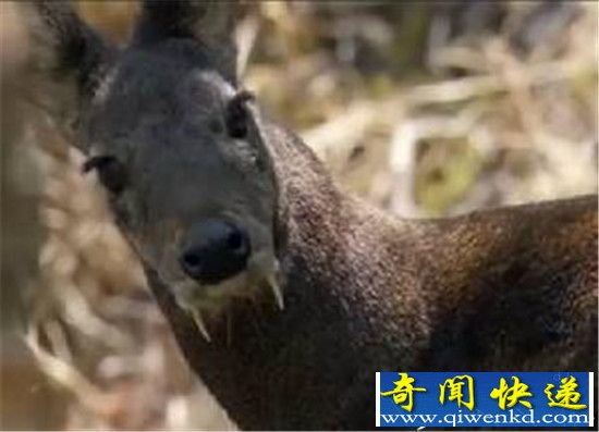 全球十大神奇生物 海洋中的独角兽!