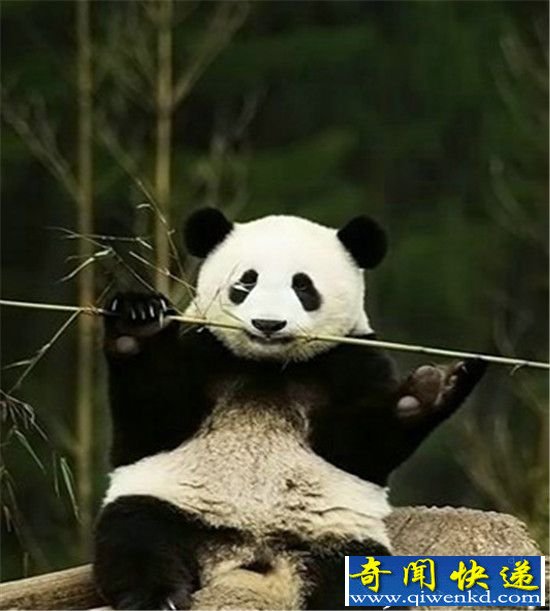 竹子并非它的最爱:大熊猫竟也是食肉动物