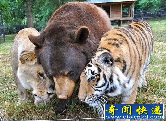 狮子老虎黑熊成好基友! 相亲相爱15年