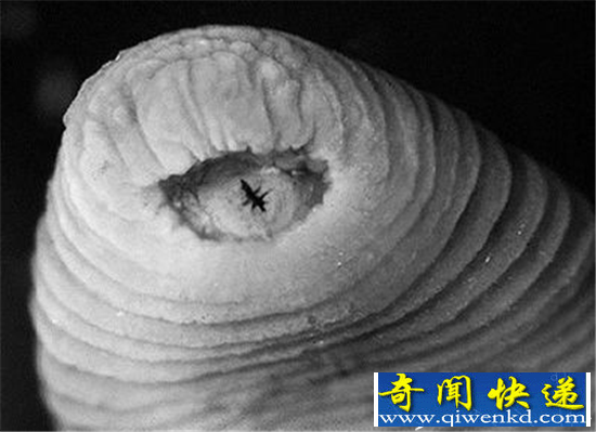动物界神秘生物暴君水蛭揭秘 可带来