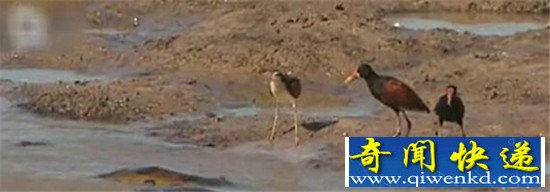 史前生物霸王蛇曾碾压鳄鱼 竟被亚马逊森蚺击败?