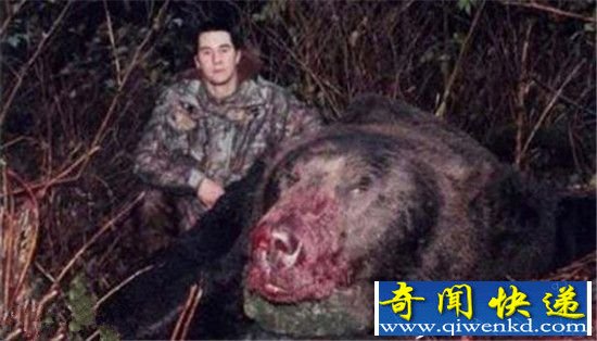 动物界十大重量之王 绝对让你意想不到!